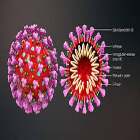 New Mutation of the Coronavirus