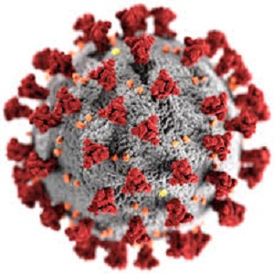 New Mutation of the Coronavirus